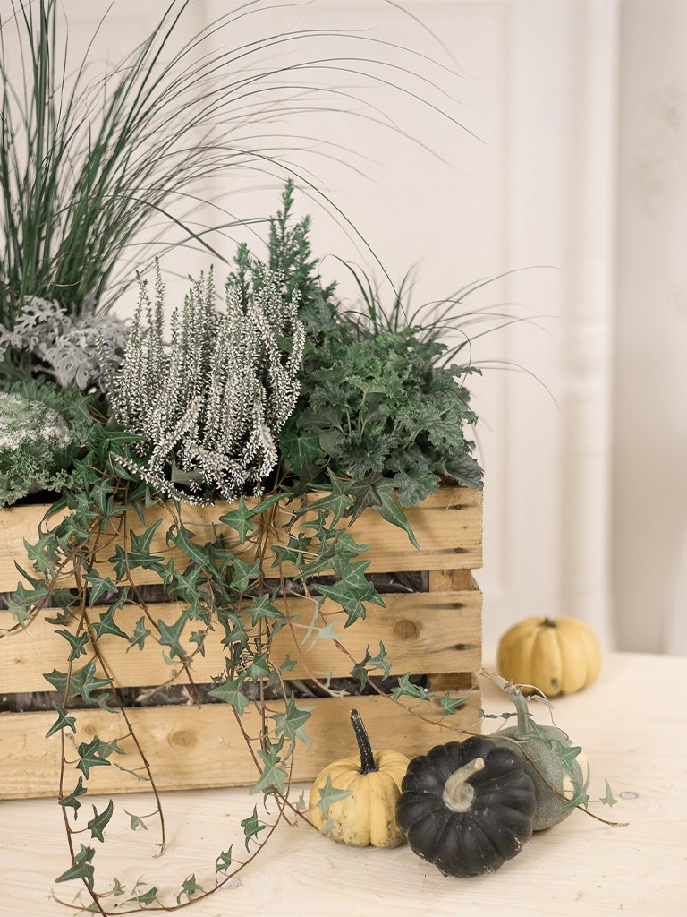Anleitung für eine herbstlich bepflanzte Holzkiste in Grün-Weiß